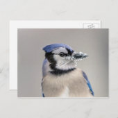 Blauwe jay met sneeuw op z'n bek briefkaart (Voorkant / Achterkant)