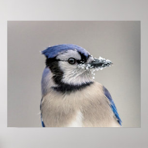 Blauwe jay met sneeuw op z'n bek poster