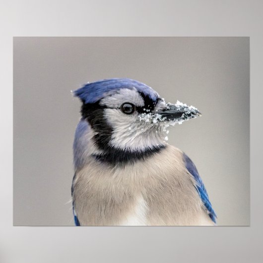 Blauwe jay met sneeuw op z'n bek poster (Voorkant)