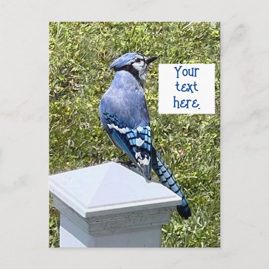  blauwe jay op post aangepaste briefkaarten (Voorkant)