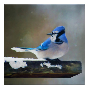Blauwe jay-schildering - Oorspronkelijke vogelkuns Perfect Poster