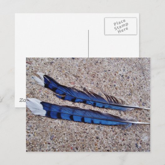 Blauwe Jay-vogelveren Briefkaart (Voorkant / Achterkant)