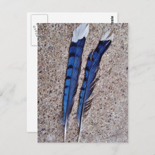 Blauwe Jay-vogelveren Briefkaart (Voorkant / Achterkant)