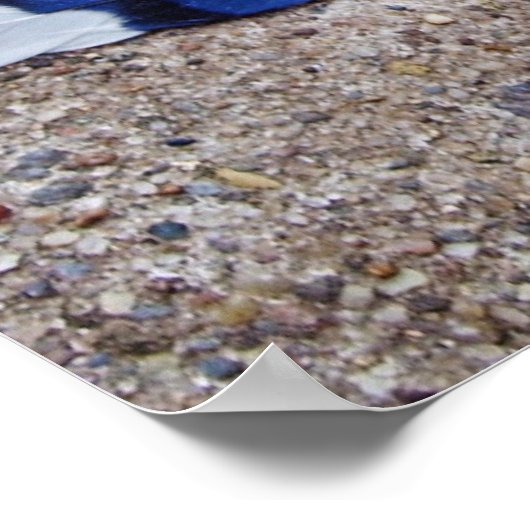 Blauwe Jay-vogelveren Poster (Hoek)