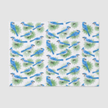  blauwe Jays bij eenduidige pinebomen