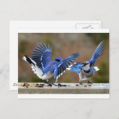 Blauwe Jays Briefkaart (Voorkant / Achterkant)