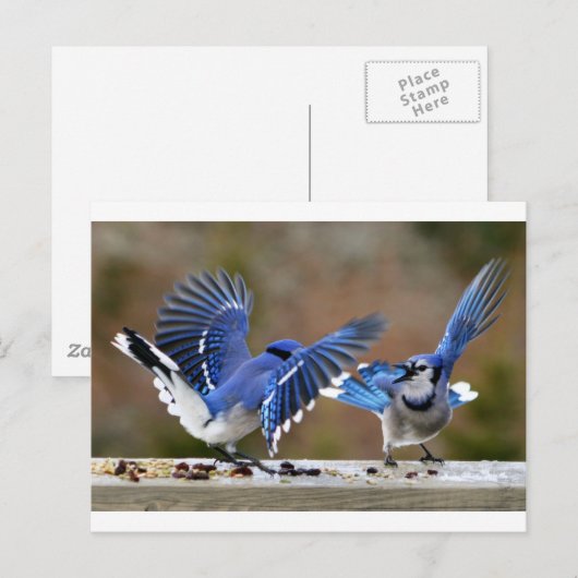 Blauwe Jays Briefkaart (Voorkant / Achterkant)
