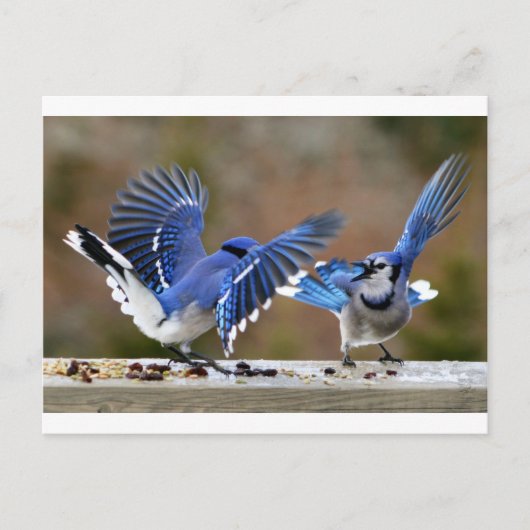 Blauwe Jays Briefkaart (Voorkant)