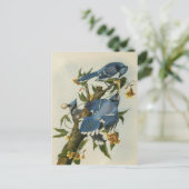 Blauwe Jays van Audubon Briefkaart (Staand voorkant)