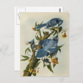 Blauwe Jays van Audubon Briefkaart (Voorkant / Achterkant)