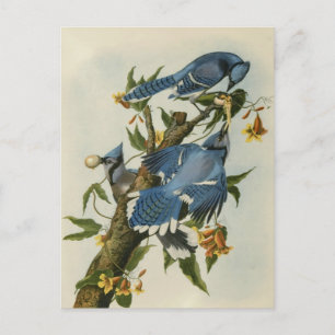 Blauwe Jays van Audubon Briefkaart