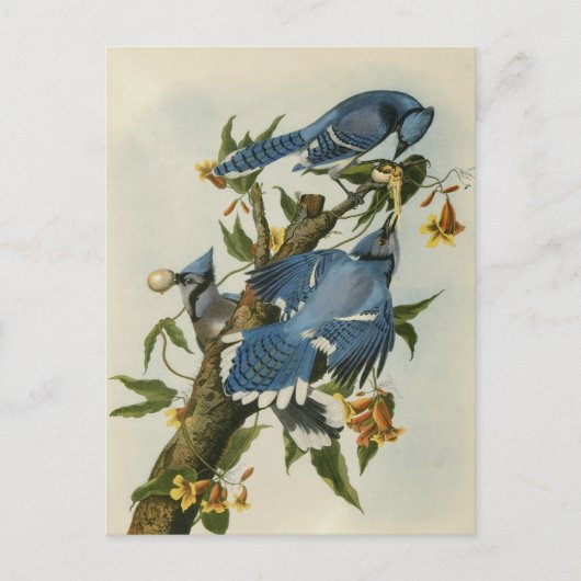 Blauwe Jays van Audubon Briefkaart (Voorkant)
