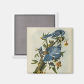 Blauwe Jays van Audubon Magneet (Voorkant / Achterkant)