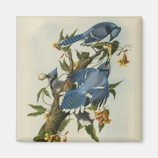 Blauwe Jays van Audubon Magneet (Voorkant)