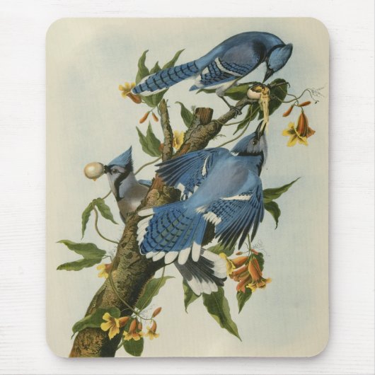 Blauwe Jays van Audubon Muismat (Voorkant)