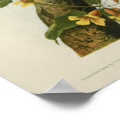 Blauwe Jays van Audubon Poster (Hoek)