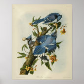Blauwe Jays van Audubon Poster (Voorkant)
