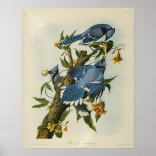 Blauwe Jays van Audubon Poster