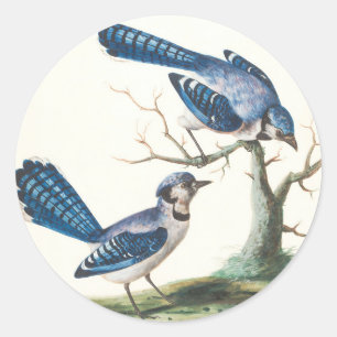 Blauwe Jays zijn  vogels Ronde Sticker
