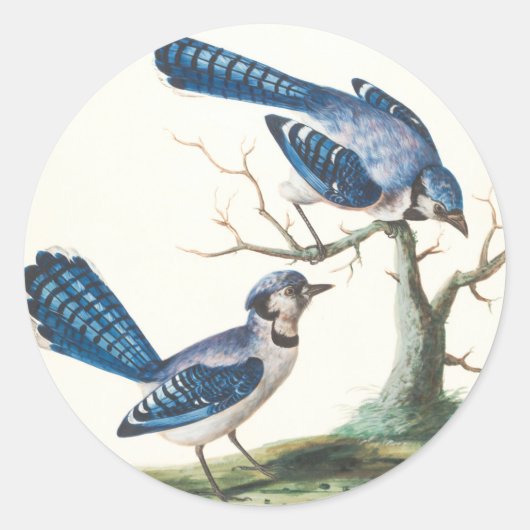 Blauwe Jays zijn vogels Ronde Sticker (Voorkant)