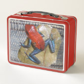 Blauwe joodkikker. Tekstvak (Achterkant)