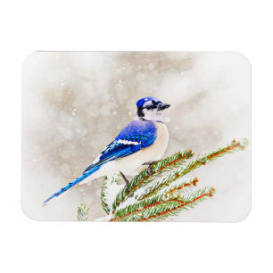 Blauwe kap in een dennenboom met sneeuw magneet