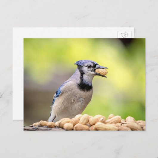 Blauwe kap met pinda's briefkaart (Voorkant / Achterkant)