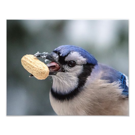 Blauwe kap met pinda's foto afdruk (Voorkant)