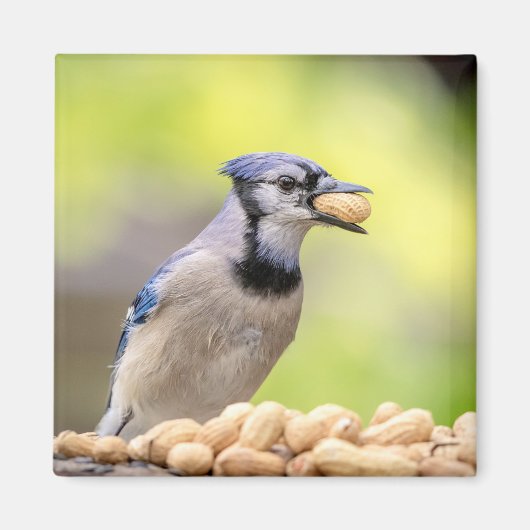 Blauwe kap met pinda's magneet (Voorkant)