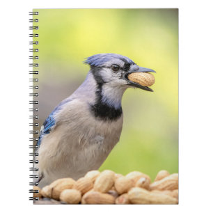 Blauwe kap met pinda's notitieboek