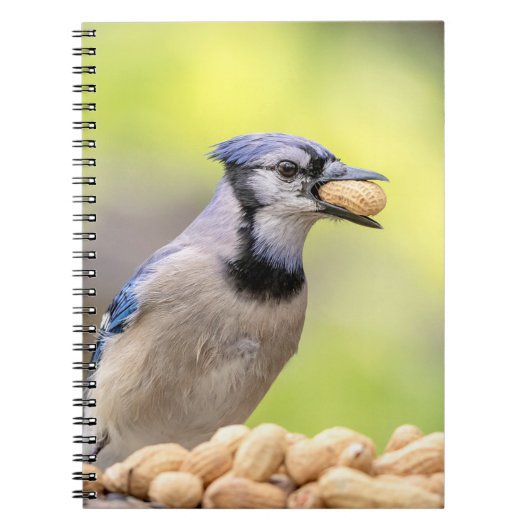 Blauwe kap met pinda's notitieboek (Voorkant)