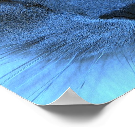 Blauwe kat poster (Hoek)