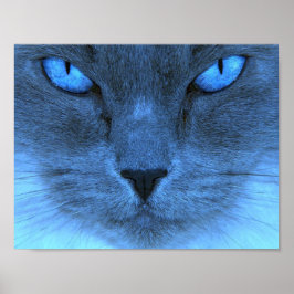 Blauwe kat poster