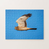 Blauwe Kiekendief in de Shawangunk Grasslands Legpuzzel (Horizontaal)