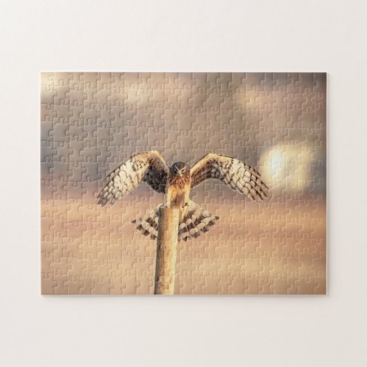 Blauwe Kiekendief in de Shawangunk Grasslands Legpuzzel (Horizontaal)