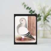 Blauwe kieuwhok briefkaart (Staand voorkant)