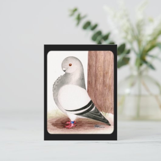 Blauwe kieuwhok briefkaart (Staand voorkant)