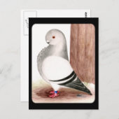 Blauwe kieuwhok briefkaart (Voorkant / Achterkant)