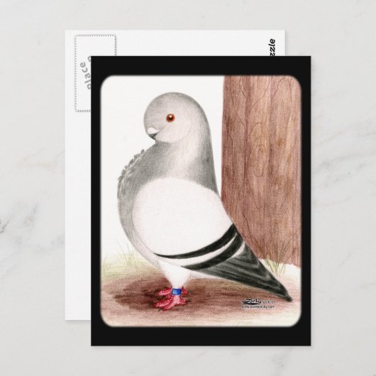 Blauwe kieuwhok briefkaart (Voorkant / Achterkant)