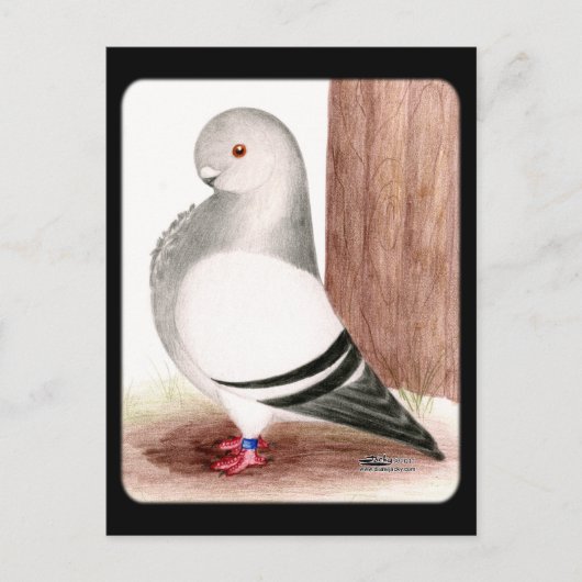 Blauwe kieuwhok briefkaart (Voorkant)