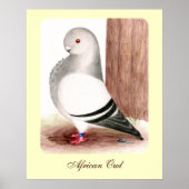 Blauwe kieuwhok poster (Voorkant)