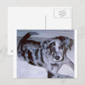 Blauwe kieuwpuppy - Catahoula.png Briefkaart (Voorkant / Achterkant)