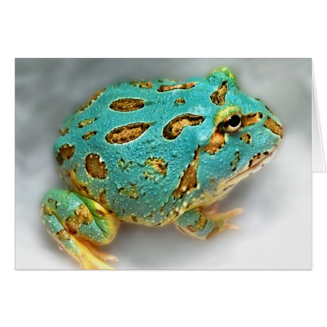 Blauwe kikker van het Man - Wachten, wachten, Gotc (Voorkant Horizontaal)