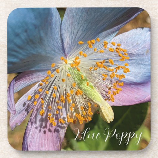 Blauwe klaproos bloesem bier onderzetter (Voorkant)