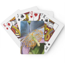 Blauwe klaproos bloesem