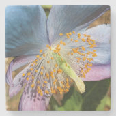 Blauwe klaproos bloesem stenen onderzetter (Voorkant)