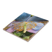 Blauwe klaproos bloesem tegeltje (Zijkant)