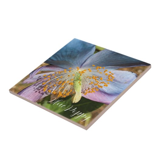 Blauwe klaproos bloesem tegeltje (Zijkant)