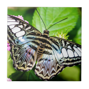 Blauwe klem tegeltje