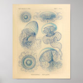 blauwe kleur Ernst Haeckel Art afdrukken Poster (Voorkant)